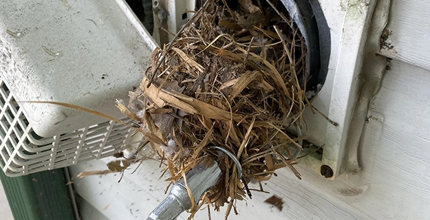 Pulling nesting out of vent.