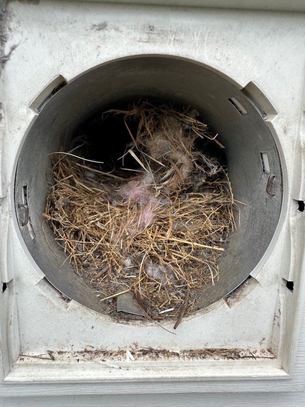Bird Nest