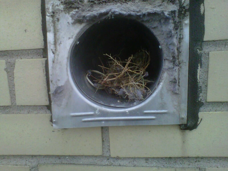 Nests in vents can cause a fire