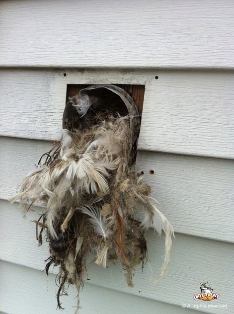 Birds Nest in Dryer Vent Lines