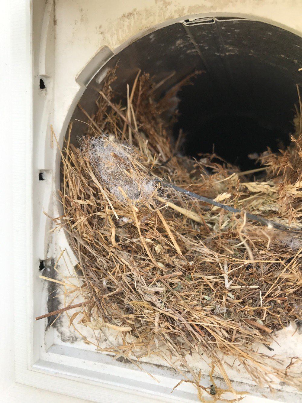 Birds love dryer vents