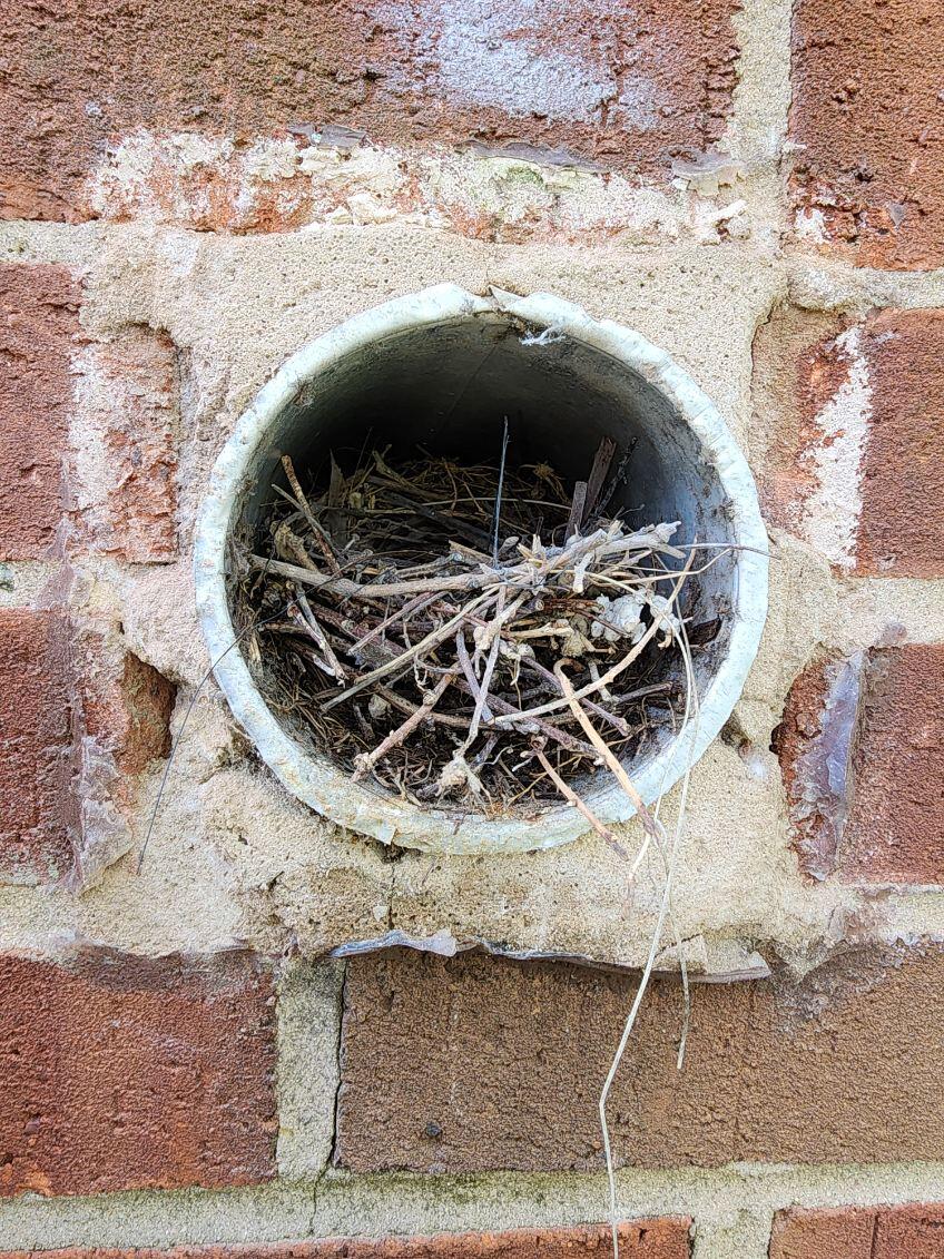 Birds nest in dryer vent