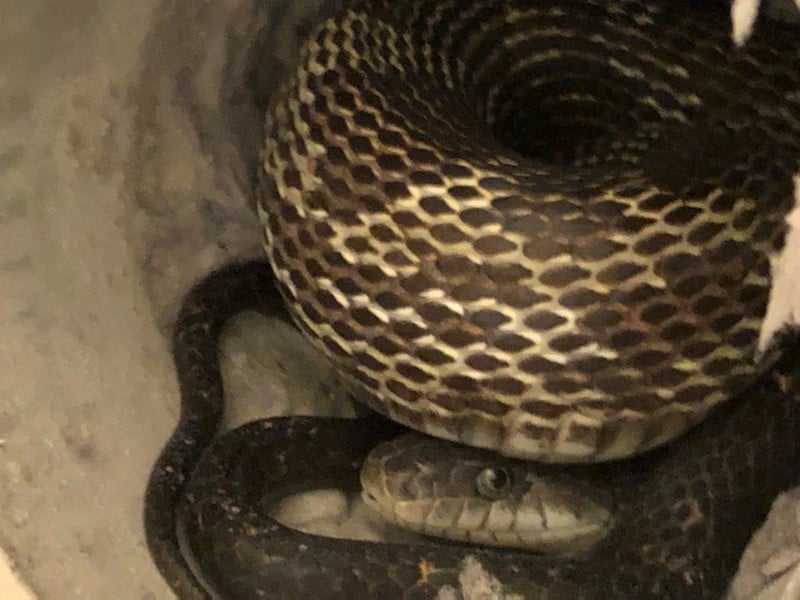 Snake in Dryer Vent