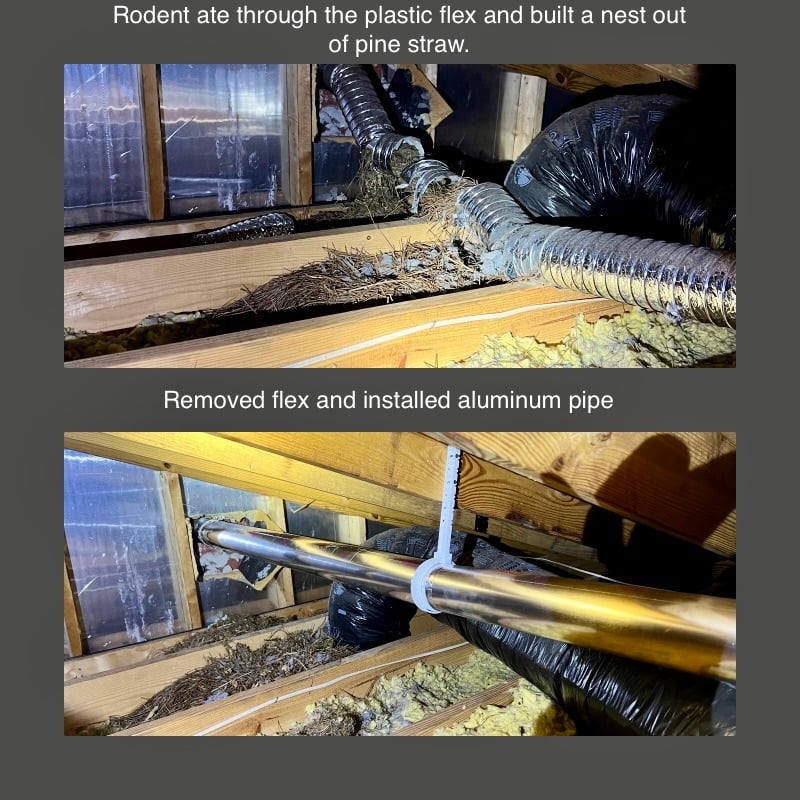 Squirrels, birds, and rodents in your dryer vent