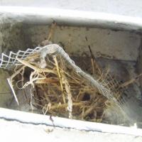 Dryer Vent Wizard finds a feathered friend's home inside the homeowner's dryer vent.