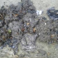 Dryer Vent Wizard finds snails in this customer's dryer vent. No wonder it was taking so long for their clothes to dry.
