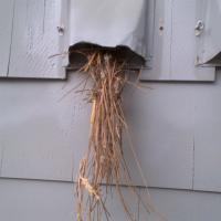 Dryer Vent Wizard finds this growing bird nest coming from this homeowner's dryer vent.
