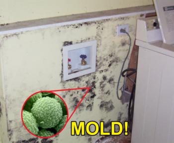 Mold behind a dryer
